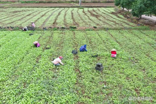 致富种植菜图片高清_种植致富菜图片_致富种植菜图片真实