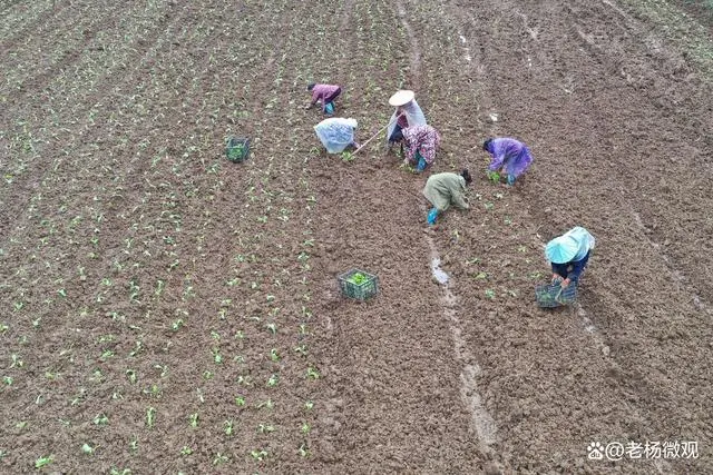 种植致富菜图片_致富种植菜图片高清_致富种植菜图片真实