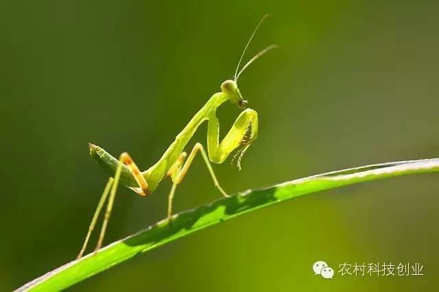 市场分析丨螳螂养殖前景及养殖技术