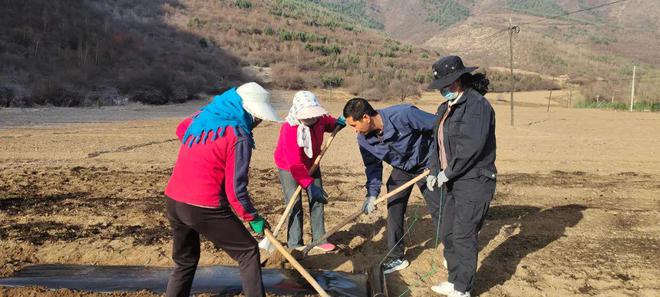 秦艽种植致富_致富经种植亩收入过亿_种植致富宝典