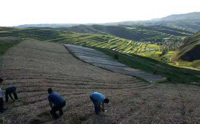 致富经种植亩收入过亿_种植致富宝典_秦艽种植致富