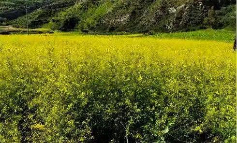 致富经种植亩收入过亿_种植致富宝典_秦艽种植致富