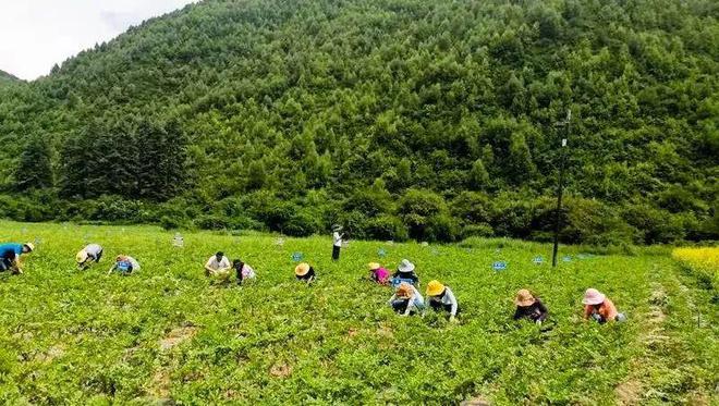 致富经种植亩收入过亿_秦艽种植致富_种植致富宝典