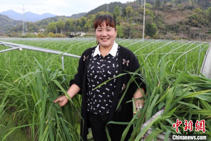 浙江黄岩农妇的茭白梦：从还债发家到带领村民致富