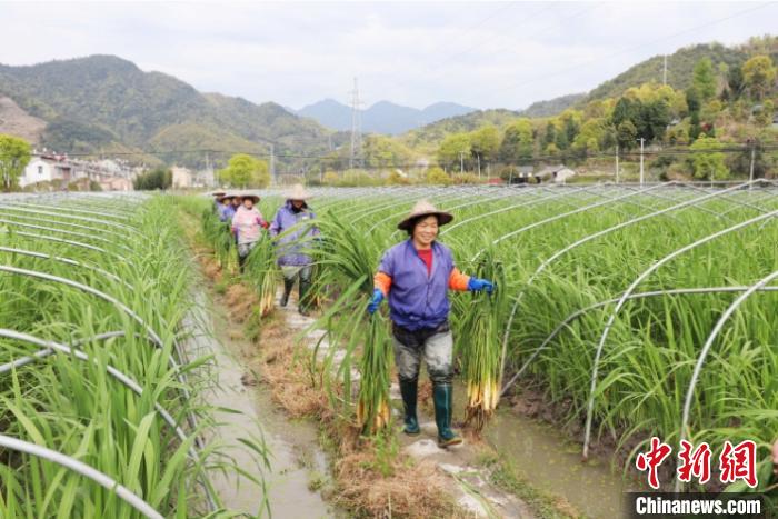 村民在茭白田 黄岩北洋供图