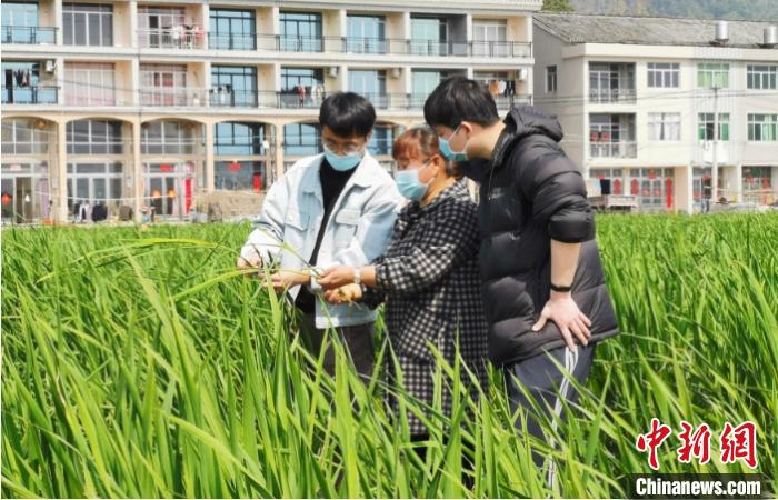 蒋良珍进行茭白种植技术指导 黄岩北洋供图 摄