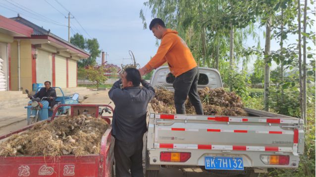 甘肃成县：“蒜”优丰产销路广增收致富好“钱”景