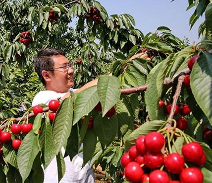 种樱桃的视频_樱桃树种植技术视频_怎样种植樱桃树视频