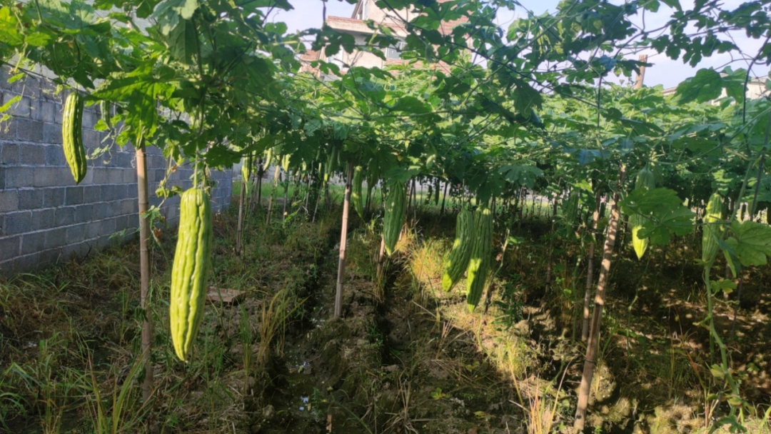 苦瓜种植最新管理技术视频_苦瓜种植管理技术要点_最新种植苦瓜管理技术