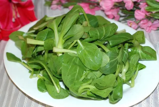 种鸡毛菜视频_种植鸡毛菜方法_种植鸡毛菜致富