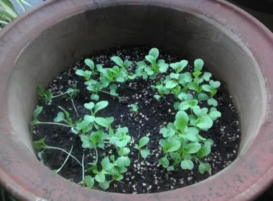 种植鸡毛菜方法_种植鸡毛菜致富_种鸡毛菜视频