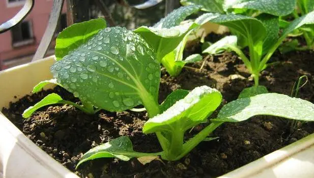 种植鸡毛菜方法_种鸡毛菜视频_种植鸡毛菜致富