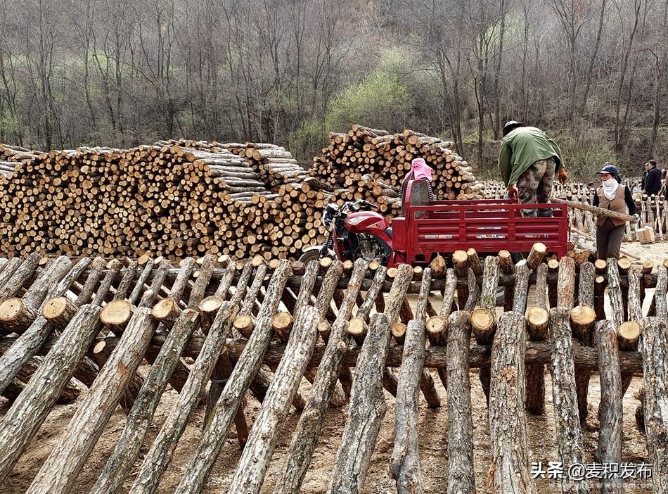 【奋进新征程 建功新时代】麦积区利桥镇：黑木耳小产业 村民增收大路子