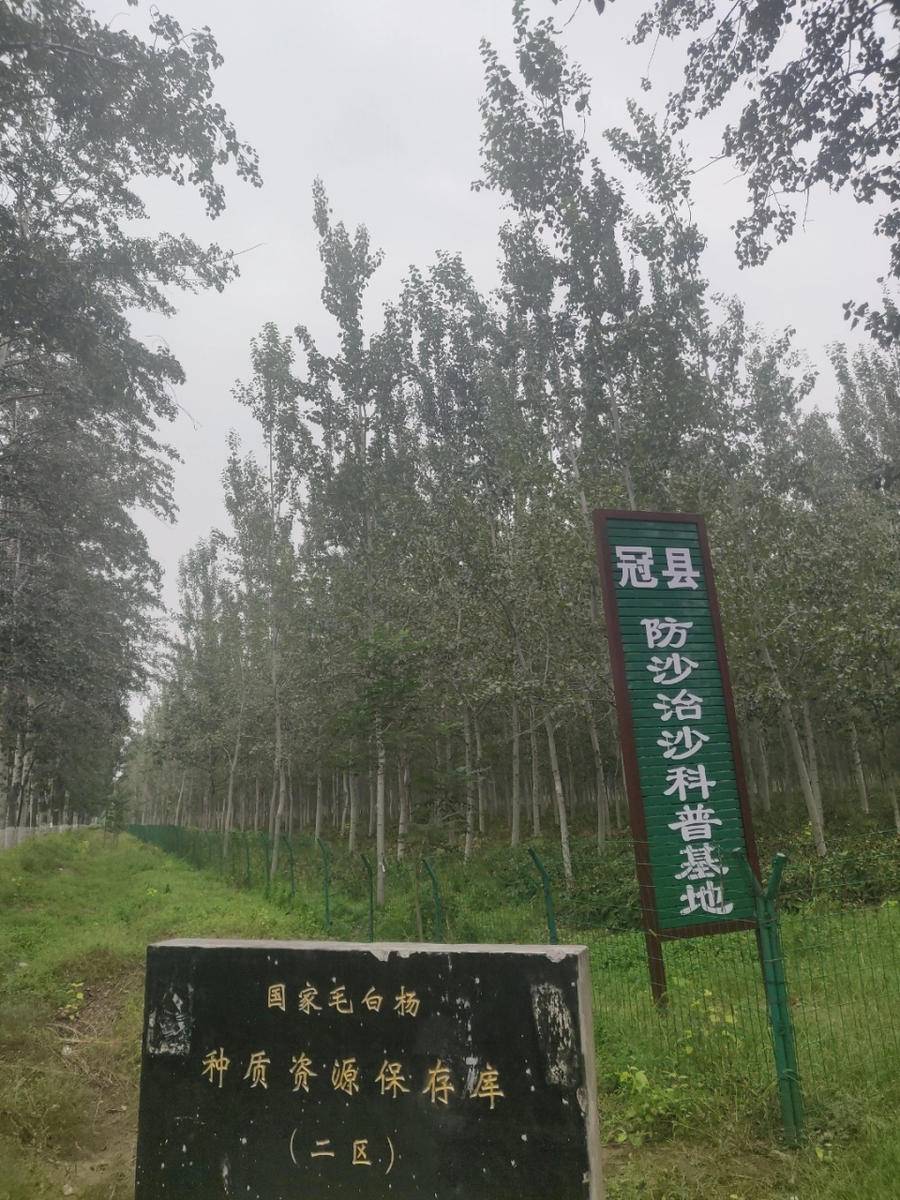 山东丹参种植一亩地收益_聊城丹参种植致富_山东丹参种植