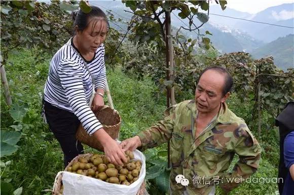 硕果满枝头，这对夫妻致富有新招