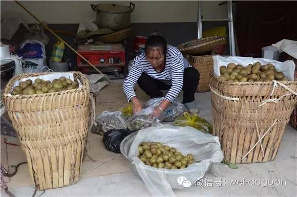 致富经红心猕猴桃_红心猕猴桃的前景_猕猴桃红心多少钱一斤