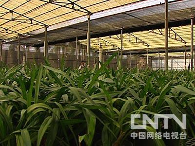 致富经cctv7视频全集种植_致富经栏目靠种植致富_致富种植视频全集