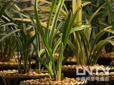 致富经栏目靠种植致富_致富经cctv7视频全集种植_致富种植视频全集