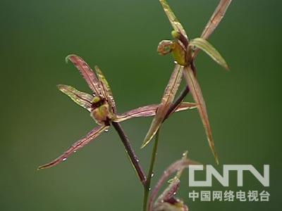 致富种植视频全集_致富经栏目靠种植致富_致富经cctv7视频全集种植