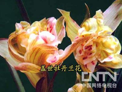 致富种植视频全集_致富经栏目靠种植致富_致富经cctv7视频全集种植