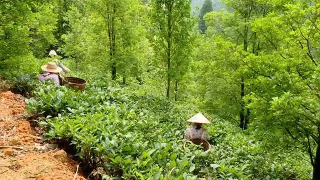 猕猴桃红心多少钱一斤_红心猕猴桃市场前景_致富经红心猕猴桃