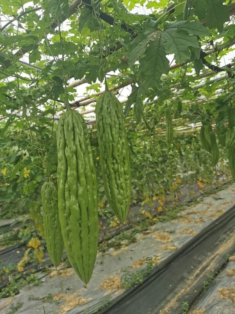 苦瓜种植最新管理技术有哪些_最新种植苦瓜管理技术_苦瓜种植最新管理技术方法