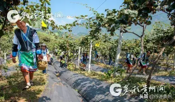 红心猕猴桃市场前景_红心猕猴桃的前景_致富经红心猕猴桃