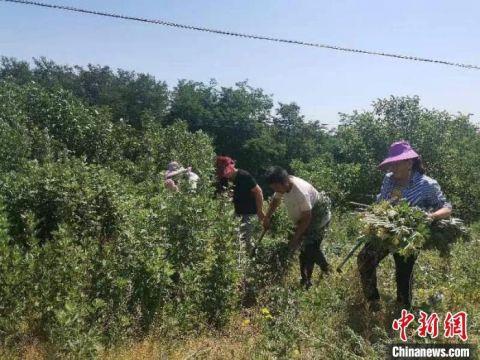 致富经丹参种植_山东丹参种植一亩地收益_聊城丹参种植致富