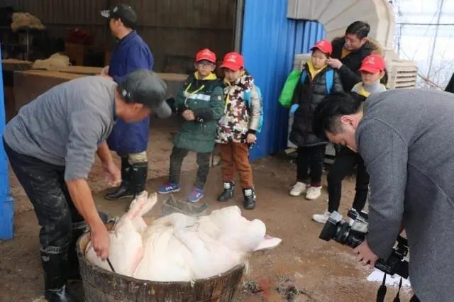 特种猪养殖基地_养特色猪致富_致富经养殖特种猪