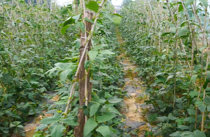 早豆角种植技术_种植豆角视频_豆角种植视频教程