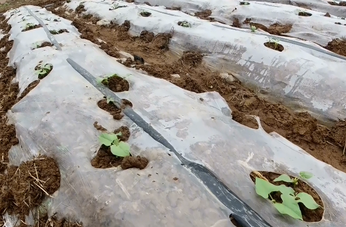 早豆角种植技术_种植豆角视频_豆角种植视频教程