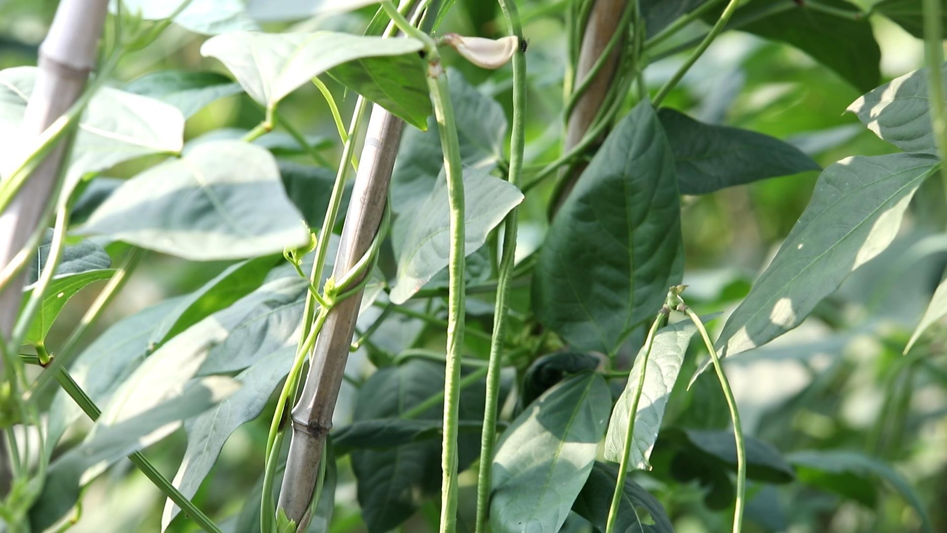 豆角种植视频教程_早豆角种植技术_种植豆角视频