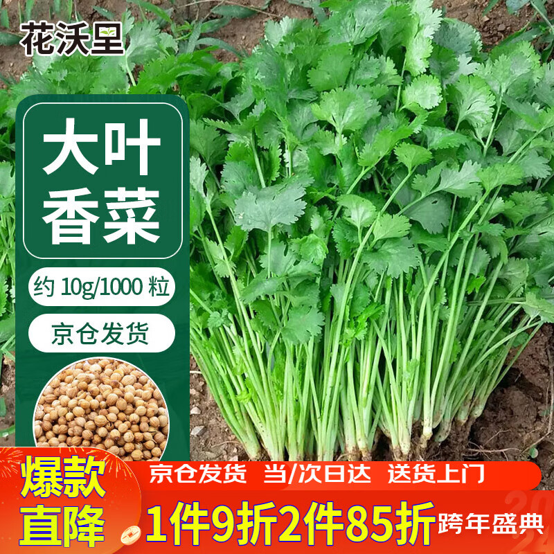 香菜栽培时间与管理技术_香菜种植技术与时间_香菜种植技术时间多长