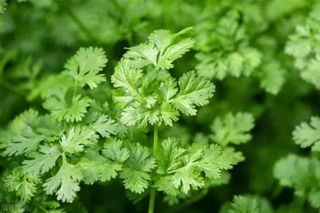 香菜栽培时间与管理技术_香菜种植技术时间是多少_香菜种植技术与时间