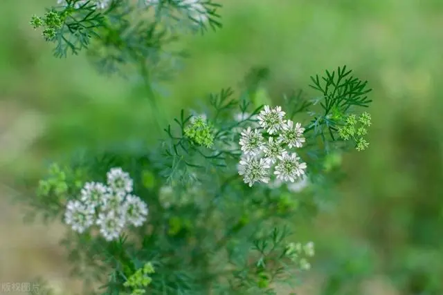 香菜种植技术与时间_香菜栽培时间与管理技术_香菜种植技术时间是多少