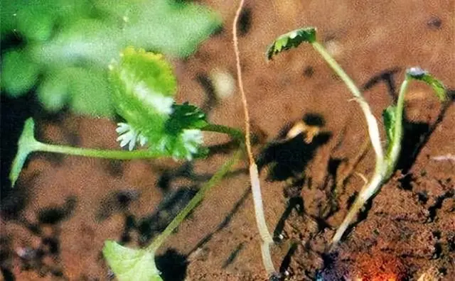 香菜栽培时间与管理技术_香菜种植技术与时间_香菜种植技术时间是多少