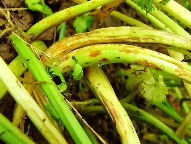 香菜种植技术时间是多少_香菜种植技术与时间_香菜栽培时间与管理技术