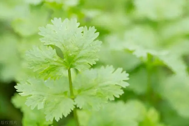 香菜栽培时间与管理技术_香菜种植技术与时间_香菜种植技术时间是多少