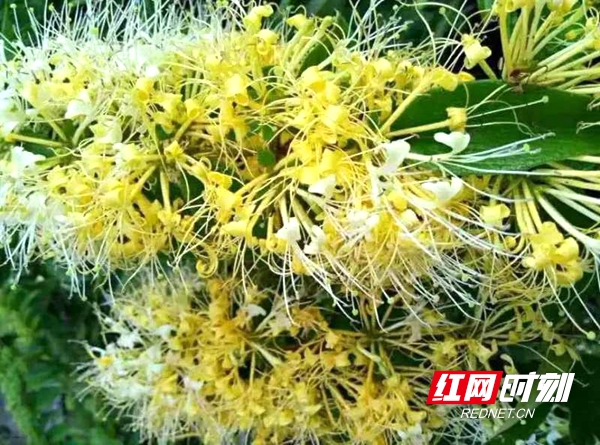 农业节目致富经种植视频_致富经栏目靠种植致富_致富栏目种植靠什么赚钱