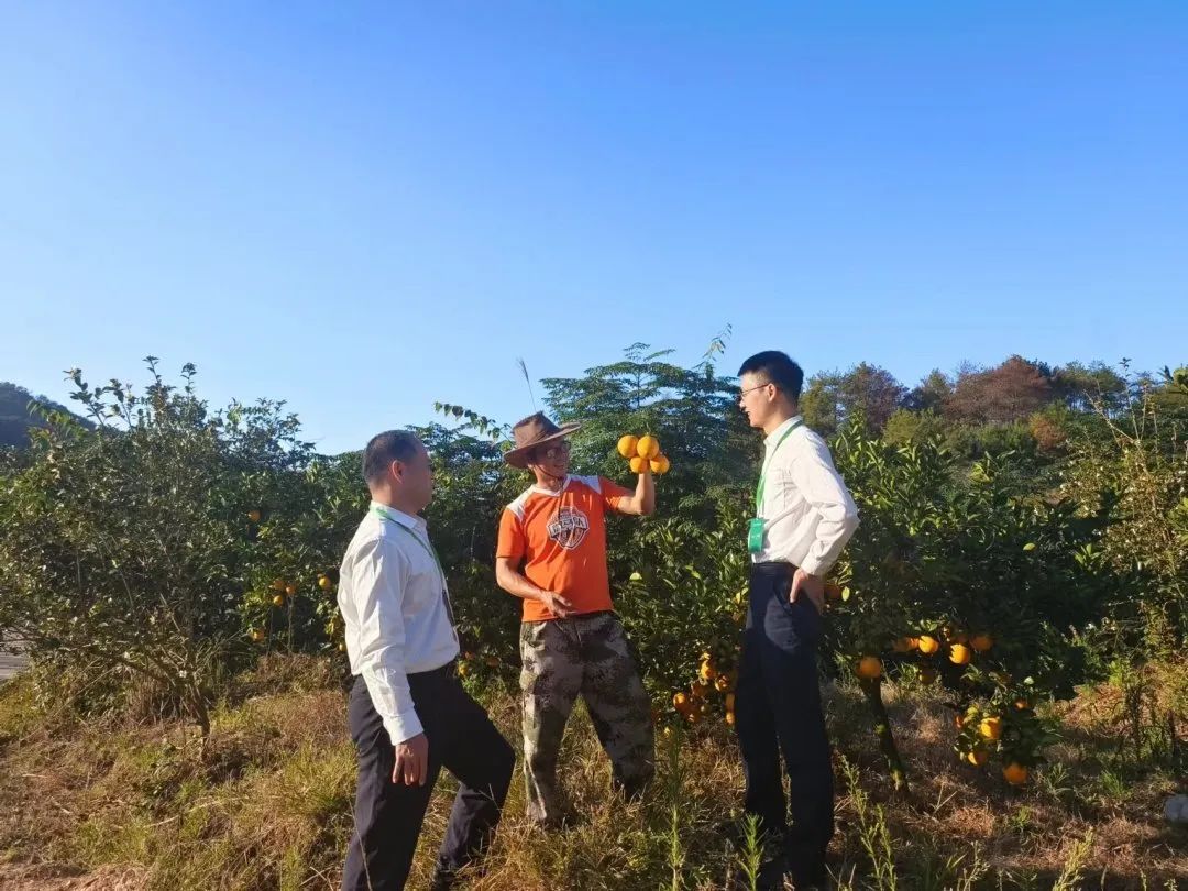 致富橙子种植条件_橙子种植致富_致富橙子种植技术视频