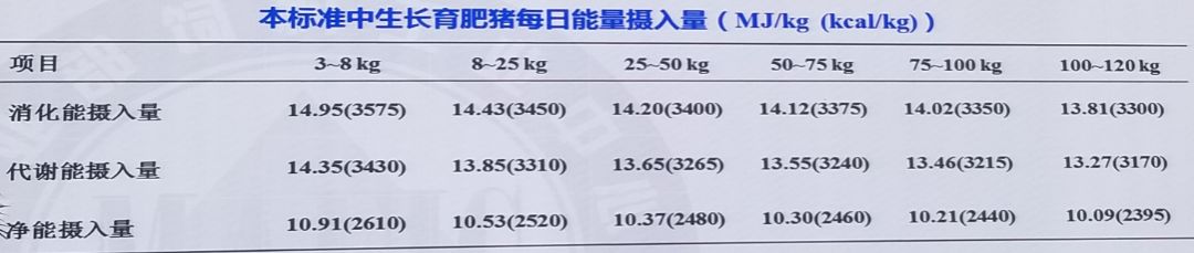 刺猪养殖技术_养殖刺猪技术要求_刺猪养殖基地