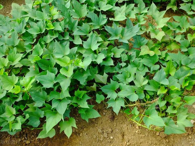 种植白薯怎么能高产_种植白薯致富历程_白薯种植技术