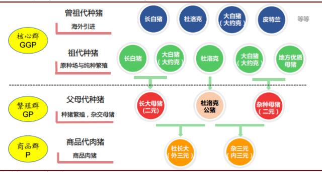 养肉猪技术教程大全_肉猪的养殖技术方法_养殖猪肉方法技术视频