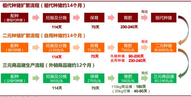 养肉猪技术教程大全_肉猪的养殖技术方法_养殖猪肉方法技术视频