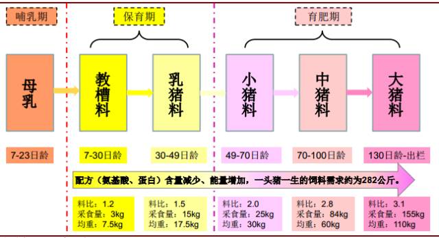 养肉猪技术教程大全_养殖猪肉方法技术视频_肉猪的养殖技术方法