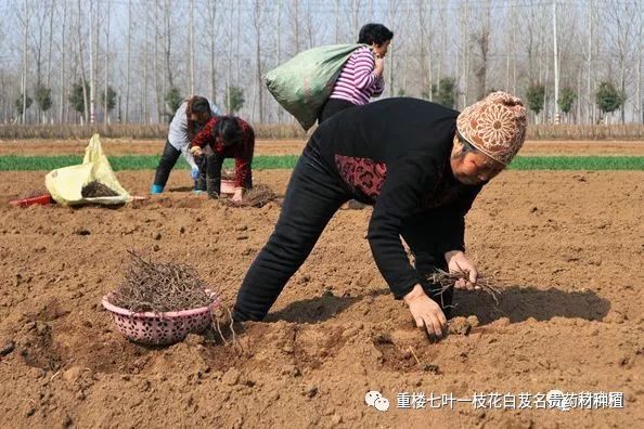 致富种植视频全集_致富经药材种植业完整版_药才种植致富