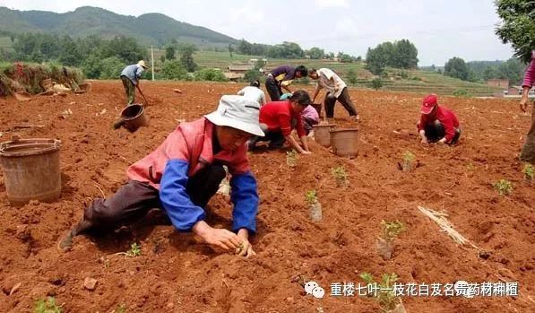 致富种植视频全集_药才种植致富_致富经药材种植业完整版