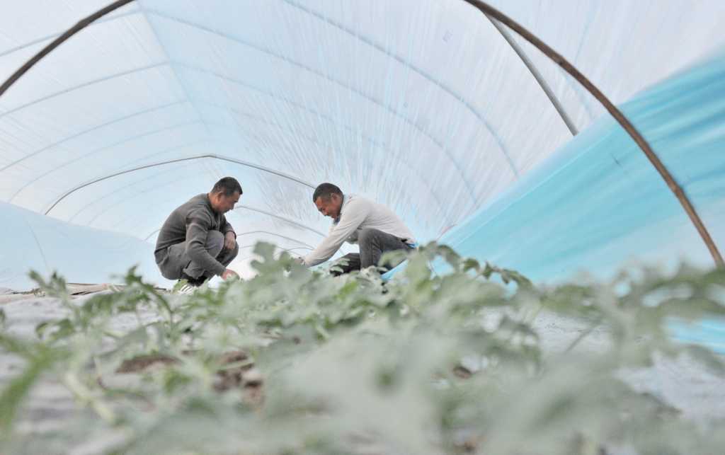 夏邑县火店镇：西瓜种植助农增收致富