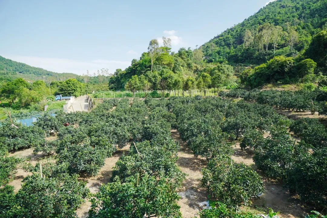 橙子种植_橙子种植致富_致富橙子种植技术视频