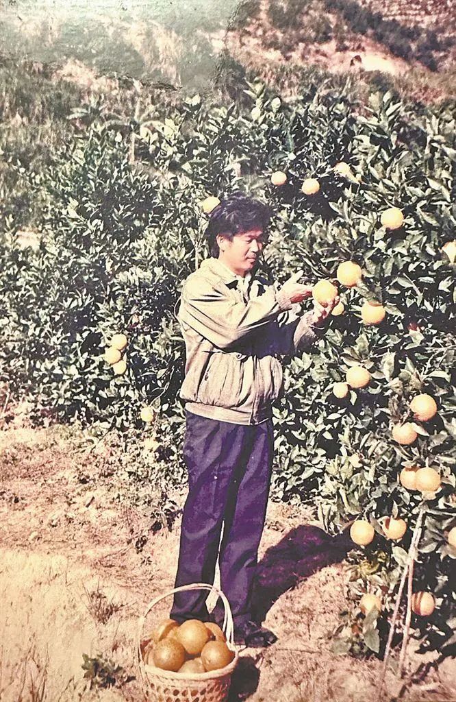 橙子种植_橙子种植致富_致富橙子种植技术视频